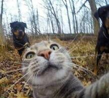 सेल्फी के दीवानों को तगड़ा चैलेंज देती ये सेल्फीग्राफर बिल्ली!