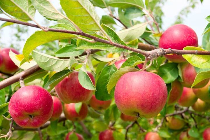 बुखार और पेट दर्द में सेब के फायदे- यदि सेब के पांच ये सात ग्राम पत्तों को और इसकी पेड़ की छाल को उबालकर पिलांए तो किसी भी तरह का बुखार हो या किसी भी तरह की सर्दी या इससे होने वाली परेशानियां हो तो उससे राहत मिलती है. सेब फल के रूप में ही नहीं बल्कि इसका पत्ता और छाल भी लाभकारी है. 