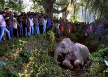 हाल ही में हथिनी ने खोया था अपना बच्चा, अब एक और हाथी हुआ ट्रेन हादसे का शिकार