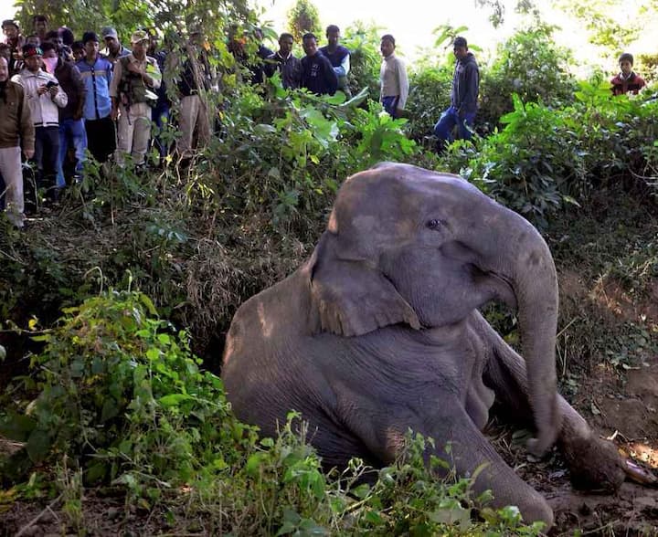 तस्वीरों में आप जिस हाथी को देख रहे हैं उसे ट्रेन से टक्कर लग गई. हाथी गंभीर रूप से घायल है.