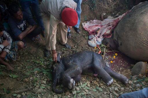 इसी हादसे में एक मादा हाथी को अपना बच्चा भी गंवाना पड़ा.