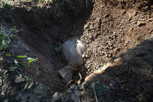 एक्सीडेंट में जान गंवाने वाले हाथियों को दफना दिया गया.