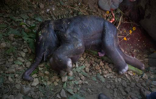 दरअसल हादसे की वजह से लगी चोट के कारण पेट में पल रहे हथिनी के बच्चे की भी जान चली गई.
