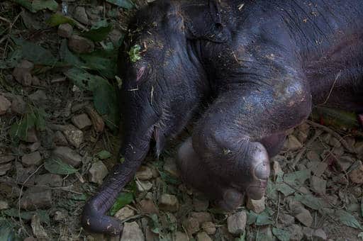 आए दिन ट्रेन की टक्कर में हाथियों के घायल होने और जान गंवाने की ख़बरें सामने आती रहती हैं.