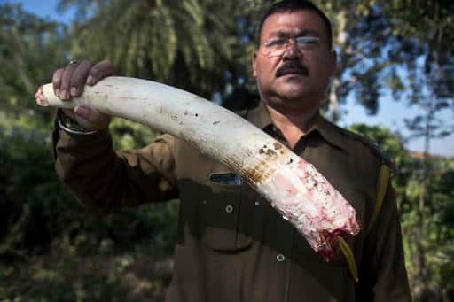 प्रकृति का समन्वय बनाए रखने के लिए इसे लेकर ज़रूरी कदम उठाए जाने चाहिए.