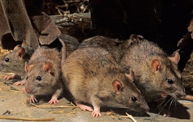 Bhopal Rats Eats Eyes Of Dead Body भोपाल : सरकारी अस्पताल में शव की आंख कुतर गए चूहे, अफसरों पर गिरी गाज
