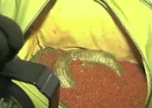 Pics : नोटबंदी के बाद तंत्र-मंत्र का नया टोटका, कालेधन का \'कालसर्प\' योग !