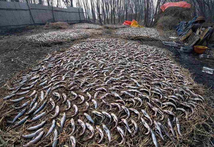 इस तरह की मछली को फेरी कहते हैं जो इस मौसम में खासे मांग में रहती है.