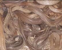 Pics : नोटबंदी के बाद \'जहरीली\' साजिश, \'जहर\' की चंद बूंदों की कीमत लाखों में ! 