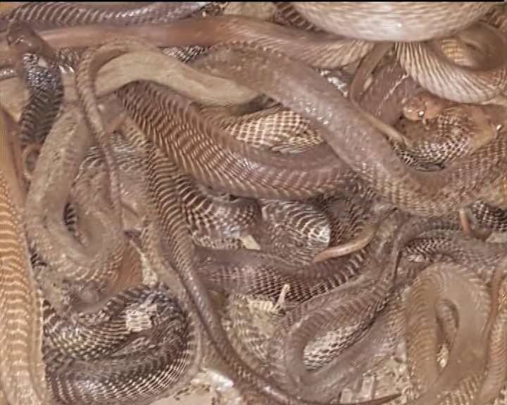 आपकी नजरों के सामने हैं दुनिया के सबसे खतरनाक और जहरीले सांप. किंग कोबरा-और रसेल वाइपर. इन सांपों का काटा हुआ, पानी तक नहीं मांगता है...ये जहरीले नाग जिसे डस लें उसका एक ही अंजाम होता है मौत...लेकिन, इस सांपों के जरिए कुछ जालसाज देख रहे हैं 'धनकुबेर' बनने का सपना...आगे जानिए...