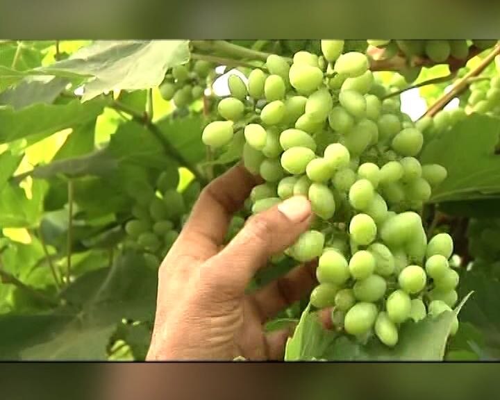 Grapes Business Collapsed After Notebandi In Nashik फल-सब्जियों पर नोटबंदी की मार: महाराष्ट्र में अंगूर की पैदावार घटी, बढ़ेंगे दाम !
