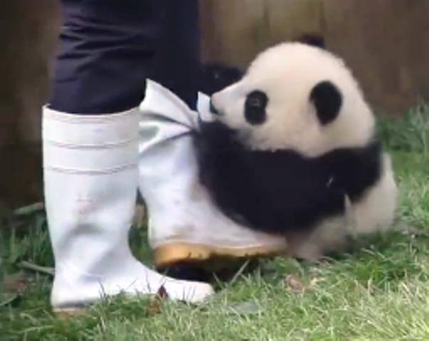 चीन में दुनिया के सबसे उम्रदराज पांडा ‘पांडा ग्रैंडपा’ की मौत Oldest Panda Dies In China Worlds Oldest Male Panda Dies At 31 In China चीन में दुनिया के सबसे उम्रदराज पांडा ‘पांडा ग्रैंडपा’ की मौत