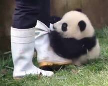 चीन में दुनिया के सबसे उम्रदराज पांडा ‘पांडा ग्रैंडपा’ की मौत