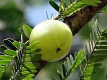 विंटर्स में आंवले के सेवन से हो सकती हैं ये बीमारियां दूर! 