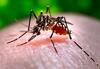 Dengue Fever: డెంగ్యూ రాకుండా ఏం చేయాలి? డాక్టర్స్ ఏమంటున్నారు ?
