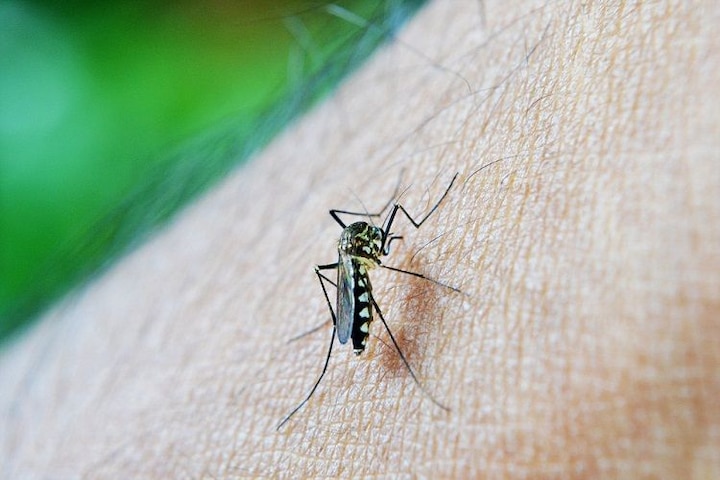 UP Election: सियासी बिसात में मोहरे की तरह इस्तेमाल होंगे डेंगू के मच्छर? योगी सरकार का गरीबों को मुफ्त मच्छरदानी देने का ऐलान
