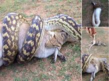 ...जब अजगर एक बड़े से जानवर को निगल गया!