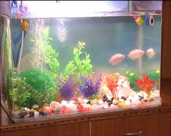 know some Vastu tips related to fish Aquarium at home, Know how many fishes should be kept Fish Aquarium मे इतनी संख्या में मछलियां रखना होता है शुभ, जानें घर में एक्वेरियम से जुड़े कुछ वास्तु टिप्स