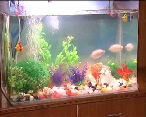 Vastu Tips: घर में फिश एक्वेरियम है तो छू भी नहीं पाएंगी परेशानियां, संकटों से मिलेगी मुक्ति