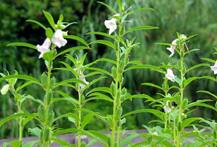 ... तो इस तरह ओस की बूंदों से हो सकती है आंखों की समस्या दूर!