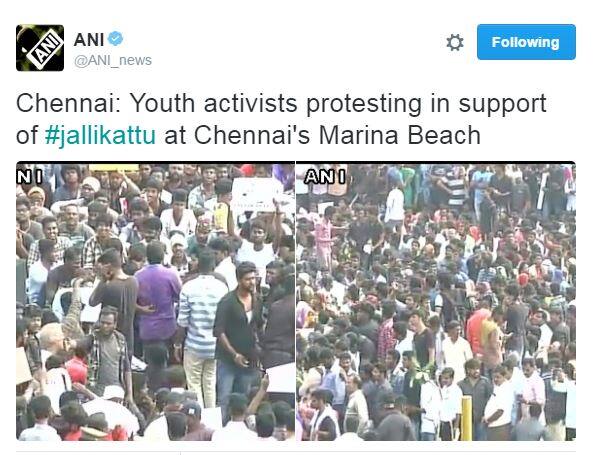 जलीकट्टू पर बैन के खिलाफ विरोध प्रदर्शन जारी, पीएम मोदी से मिले सीएम पनीरसेल्वम