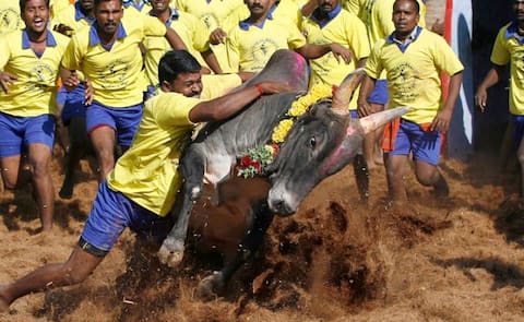 जल्लीकट्टू: रजनीकांत, कमल हसन समर्थन में उतरे, हिरासत में लिए गए स्टालिन जल्लीकट्टू: रजनीकांत, कमल हसन समर्थन में उतरे, हिरासत में लिए गए स्टालिन