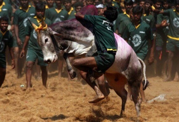 तमिलनाडु: जल्लीकट्टू पर से बैन हटा, सीएम पनीरसेल्वम कल करेंगे उद्घाटन