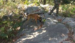 नक्सल हमले में 'प्लूटो' हुआ शहीद, ड्यूटी के दौरान IED ब्लास्ट का हुआ शिकार