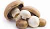 Mushroom Benefits: मशरूम को खाने से बॉडी को मिलते हैं कई फायदे, वजन भी रहता है कंट्रोल