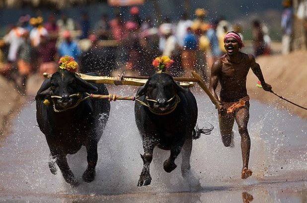 Karnataka Govt To Amend Laws Lifting Ban On Kambala Bullock Cart Race जल्लीकट्टू के बाद अब कंबाला को लेकर प्रदर्शन, अधिनियम में संशोधन कर्नाटक राज्य सरकार