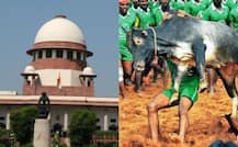 जल्लीकट्टू पर सुप्रीम कोर्ट से तमिलनाडु सरकार को बड़ी राहत