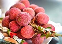 बिहार: मुजफ्फरपुर की शाही लीची को मिली राष्ट्रीय स्तर की पहचान, मिला जीआई टैग