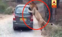 बेंगलूरु: बन्नेरघाटा बायलॉजिकल पार्क में शेर ने किया कार पर हमला, ड्राइवर निलंबित