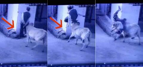 मध्यप्रदेश: आवारा सांड के हमले से हवा में उड़ा शख्स, अस्पताल में भर्ती मध्यप्रदेश: आवारा सांड के हमले से हवा में उड़ा शख्स, अस्पताल में भर्ती