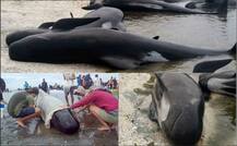 न्यूजीलैंड: समंदर की तेज लहरों में बह कर किनारे पहुंची 400 व्हेल मछलियां, 300 से ज्यादा की मौत