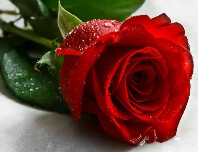 Red Roses May Be Passe This Valentines Day Survey वेलेंनटाइन डे पर अपने वेलेंनटाइन को गुलाब नहीं कुछ ओर दें...!