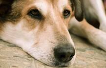 सिक्योरिटी गार्ड की सनक ने ली कुत्ते की जान, वीडियो वायरल होने पर फरार