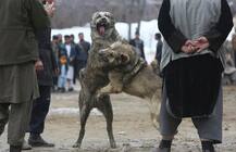 वहशीपन का वो खेल जिसमें कुत्तों को जान गंवाने तक इंसानों का मनोरंजन करना पड़ता है!