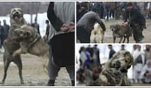 वहशीपन का वो खेल जिसमें कुत्तों को जान गंवाने तक इंसानों का मनोरंजन करना पड़ता है!