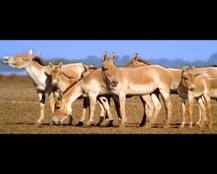 गधे पर गदर: जाने क्यों खास है गुजरात के गधे