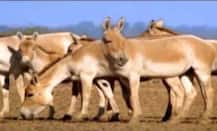 सियासी चुटकी: गधे अगर करते चुनाव आयोग से शिकायत.....!