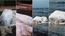फिलिपींस: समुंदर तट पर दिखाई दिया सफेद बालों वाला जीव, तस्वीरें वायरल 