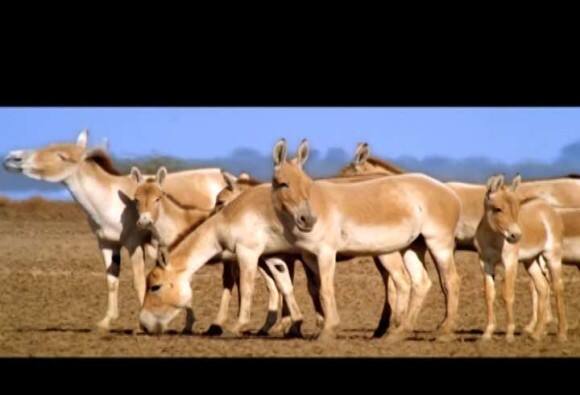 गधों पर कुमार विश्वास की सियासी चुटकी!