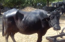 कन्नौज: एक भैंस के दो दावेदार, यूपी पुलिस ने अपनाई ऐसी तरकीब, हर तरफ हो रही प्रशंसा