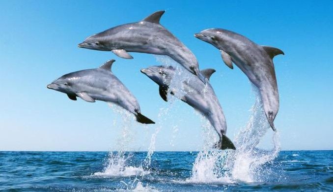 Dolphin Genes May Hold Key To Treating Stroke Kidney Failure खुशखबरी! डोलफिन जीन से हो सकता है किडनी फेल्योर से लेकर स्ट्रो्क तक का ट्रीटमेंट