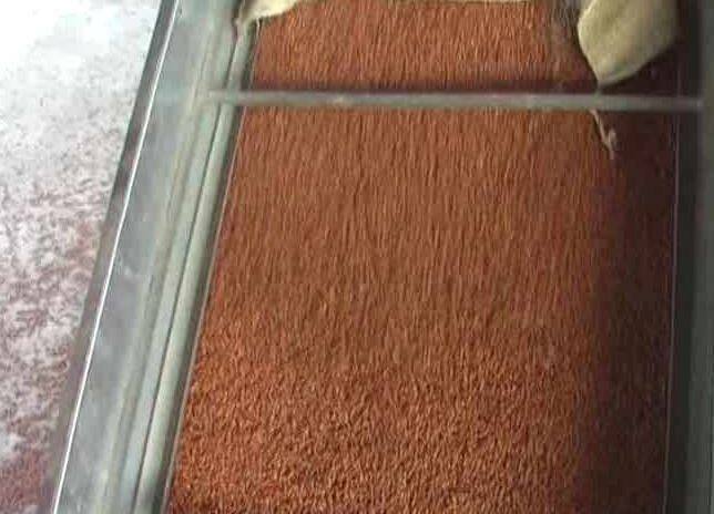 एमपी: नहीं बिक रही किसानों की अरहर दाल, शरीर पर पेट्रोल डालकर किसान ने किया प्रदर्शन