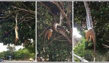 पेड़ से लटका अजगर देखते ही देखते निगल गया बड़ा सा जानवर