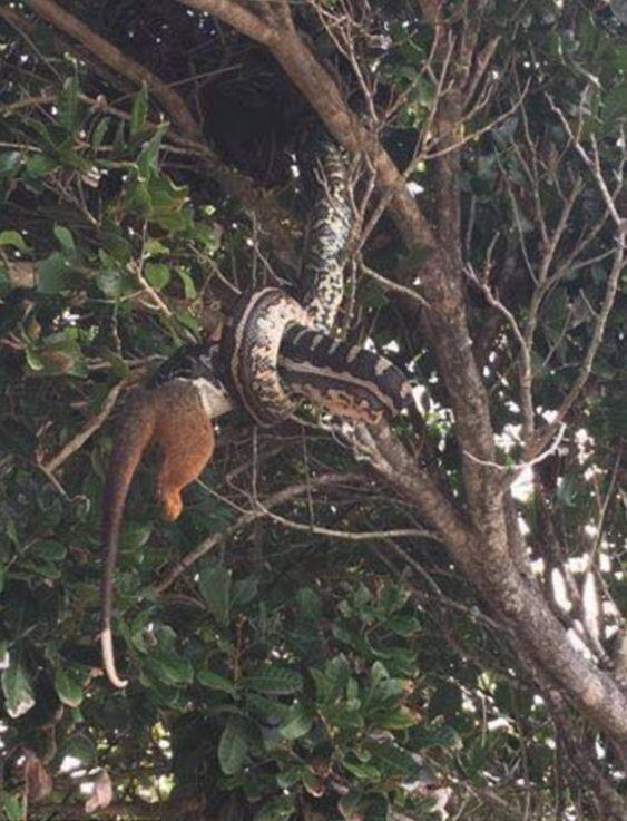 ये देखना और डरावना था कि possum को निगल रहा अजगर पेड़ से उल्टा लटका था लेकिन अपना शिकार नहीं छोड़ रहा था.