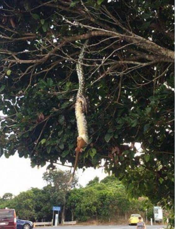 इसका पता जब और लोगों को चला तो possum निगलता अजगर देखने के लिए भीड़ इक्ट्ठा हो गई. 