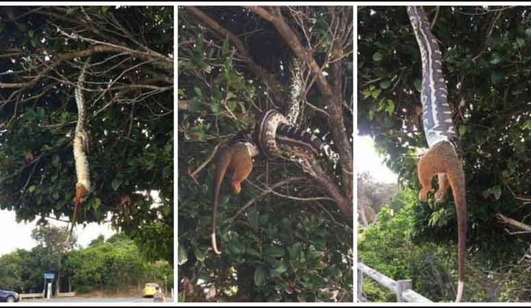 पेड़ से लटका अजगर देखते ही देखते निगल गया बड़ा सा जानवर